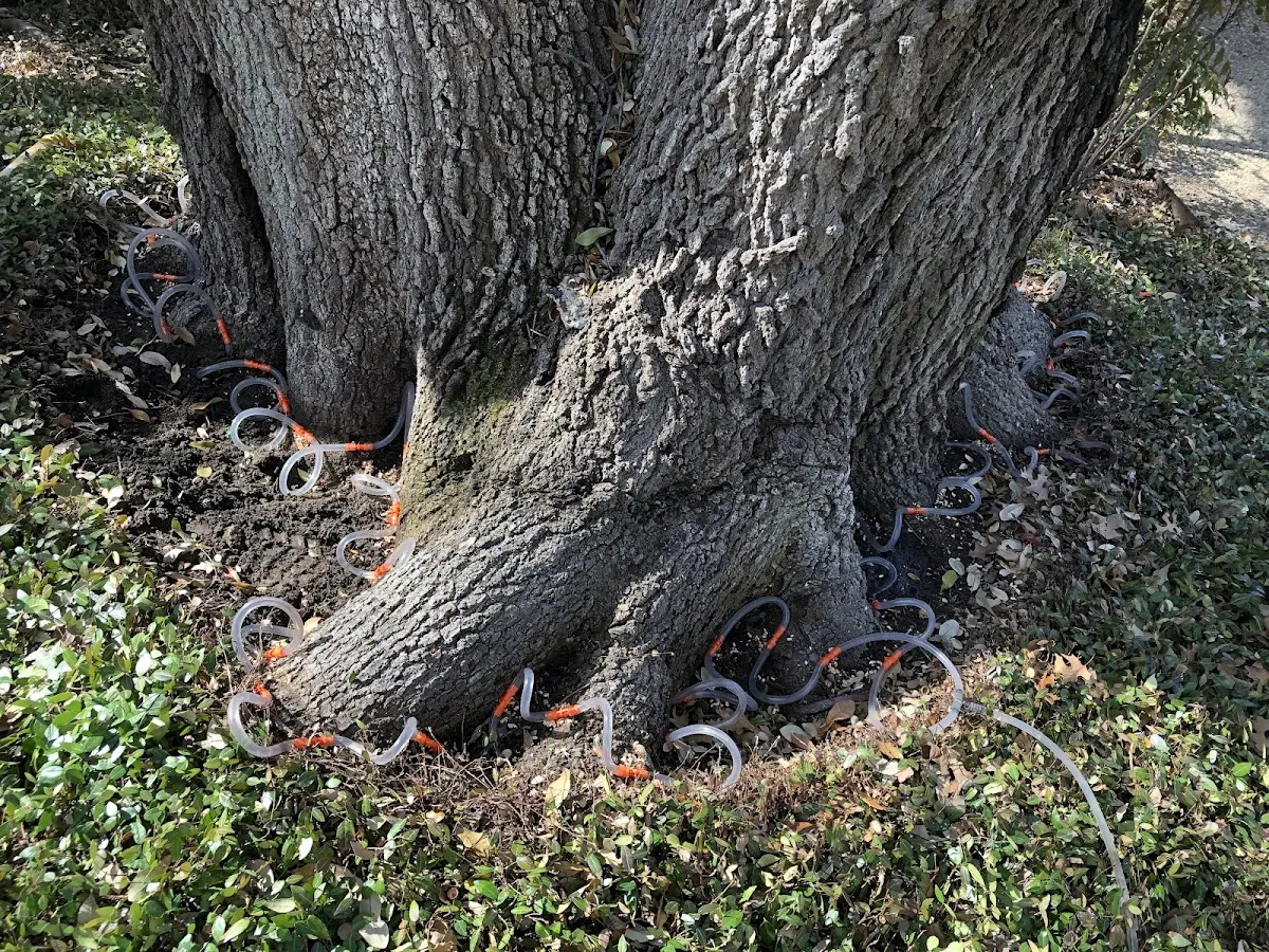 Detailed Tree Cabling and Bracing job site in Kemah