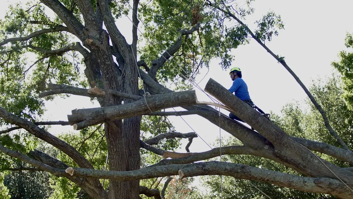 Professional Crown Thinning performed by certified arborists in Kemah
