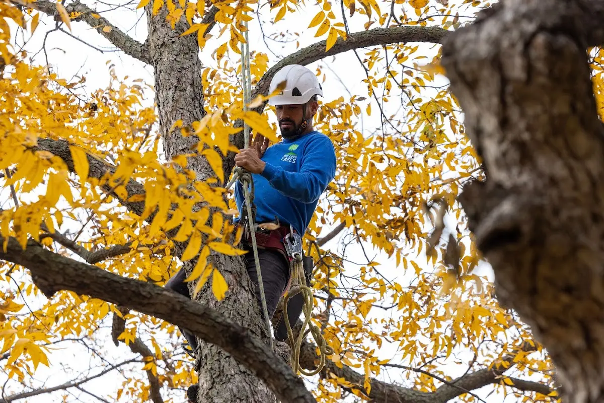 Skilled Tree Transplanting crew working in Kemah
